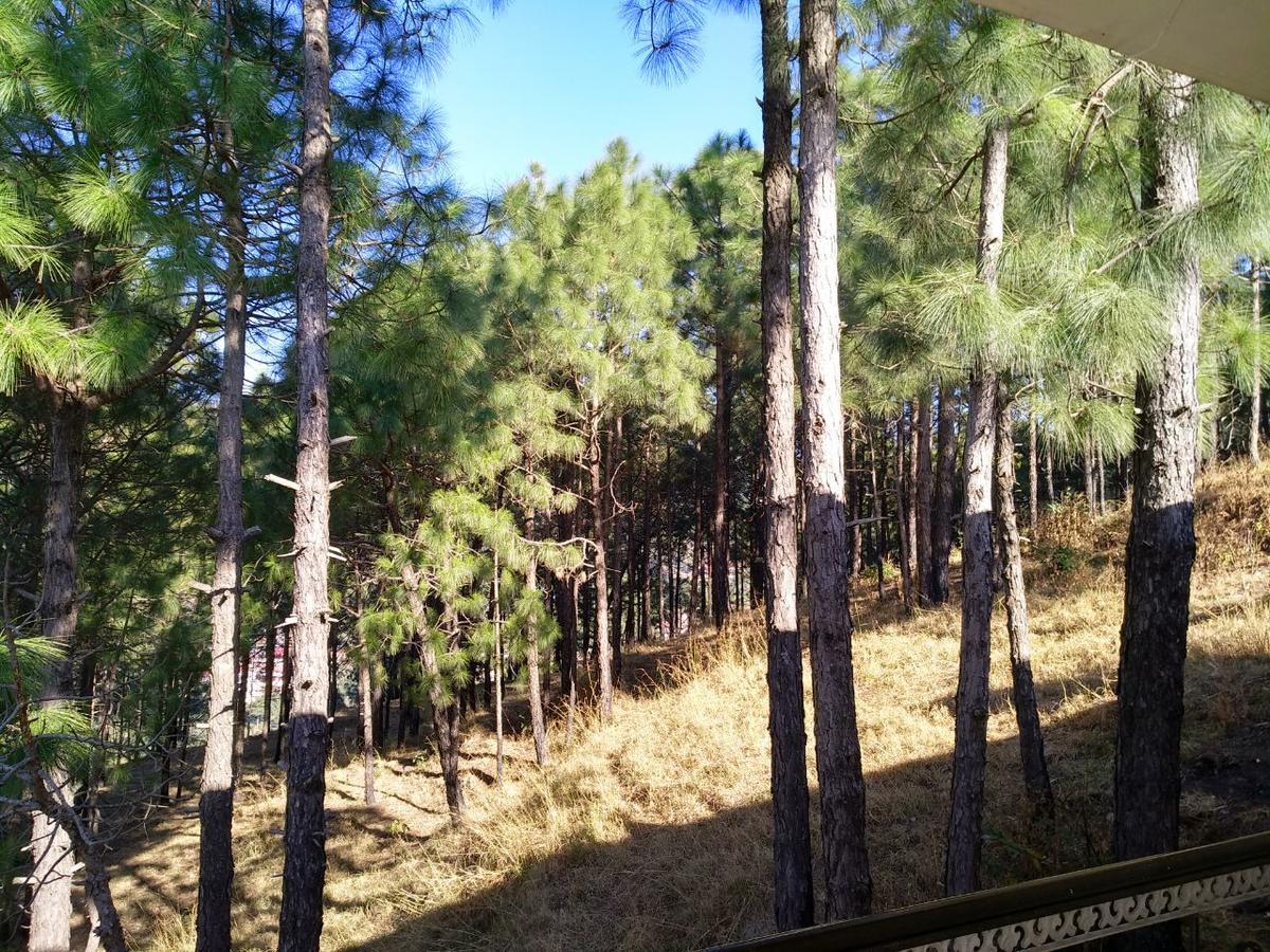 كاساولى Pine Villa المظهر الخارجي الصورة