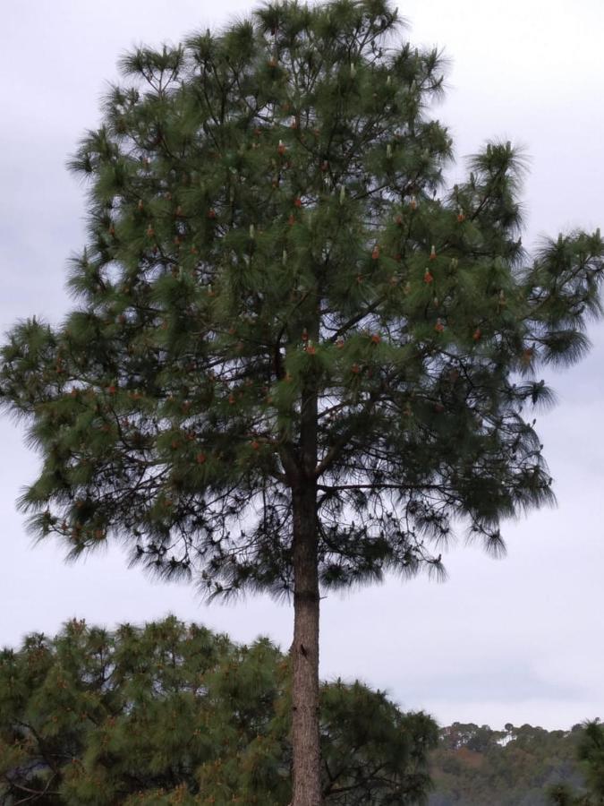 كاساولى Pine Villa المظهر الخارجي الصورة
