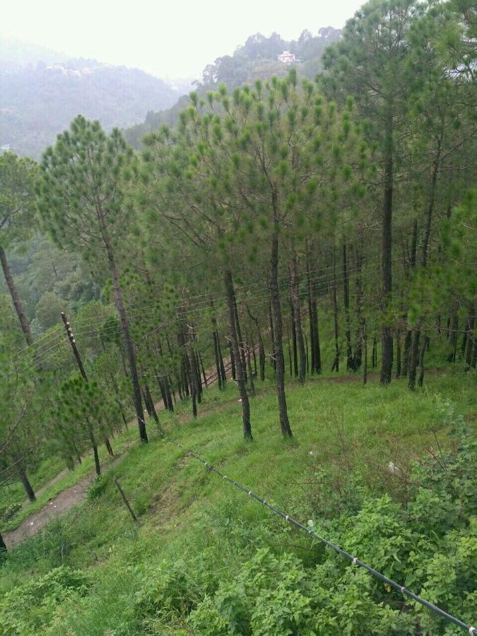 كاساولى Pine Villa المظهر الخارجي الصورة